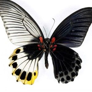 Meet your Posher, Dane